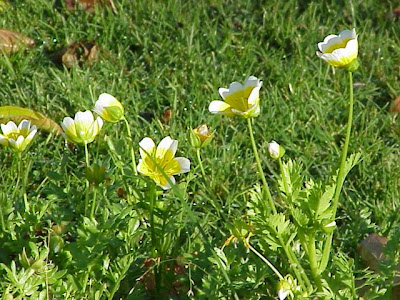 Douglas' meadowfoam Douglas' meadowfoam