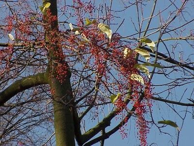 Idesia polycarpa