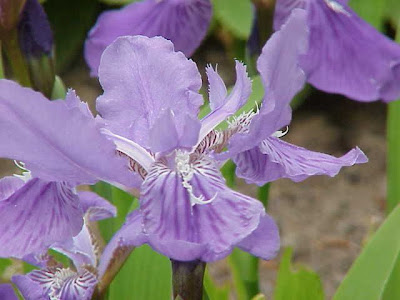 Wall iris
