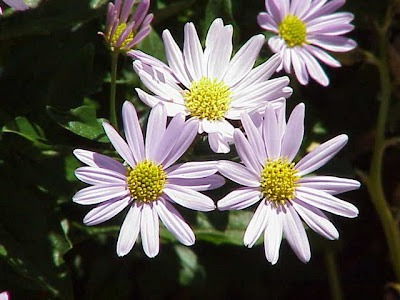 Kalimeris incisa
