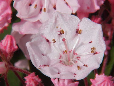 Kalmia latifolia,
calico-bush,
mountain laurel,
mountain-laurel,
spoonwood