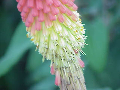 Kniphofia x