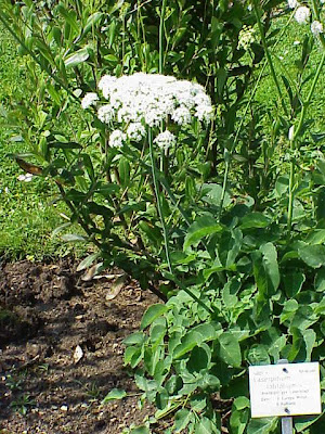 Broad Leaved Sermountain Broad Leaved Sermountain