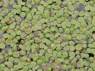 Lemna minor L.