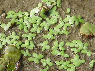 Lemna minor L.