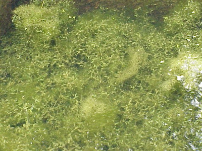Lemna trisulca L.