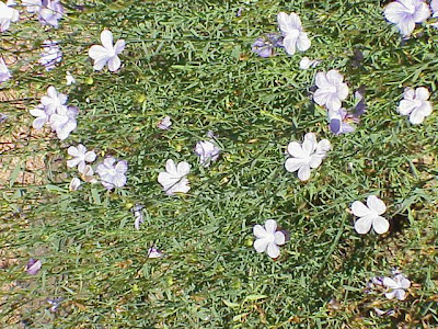 Blue Flax Blue Flax