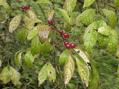 Bush honeysuckle Bush honeysuckle