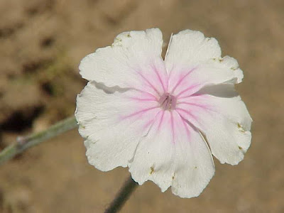 Dusty-miller