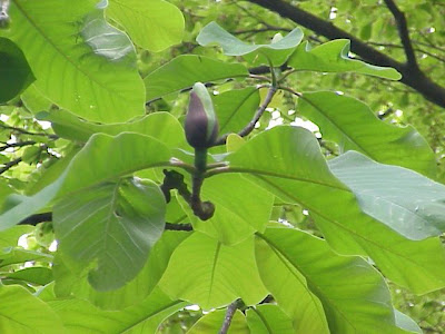 Japanese whitebark magnolia