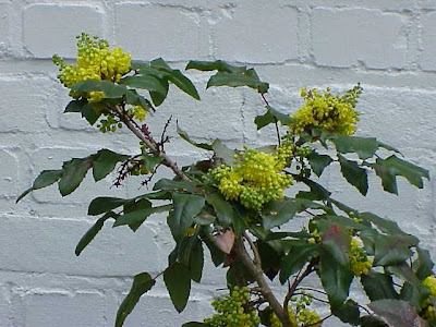 Gewöhnliche Mahonie Gewöhnliche Mahonie