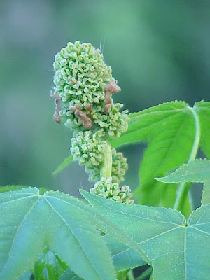 Guldenbaum