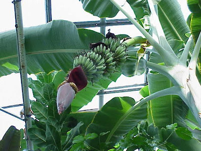 Dwarf banana
