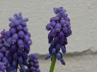 Jacinto-uva