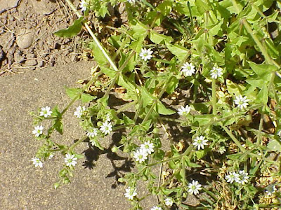 Centocchio acquatico