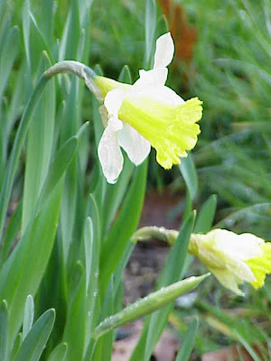 Narcissus pseudonarcissus,
buttercup,
common daffodil,
daffodil,
lent-lily,
narciso,
Narciso trombone,
Tenby daffodil,
trumpet narcissus,
wild daffodil
