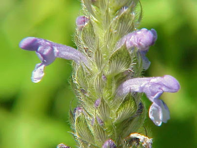 Nepeta neverosa Nepeta neverosa