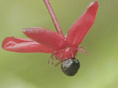 Ochna serrulata,
Mickey Mouse plant