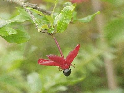 Ochna serrulata,
Mickey Mouse plant