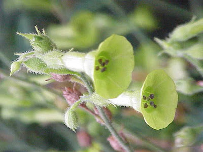 Jasmine tobacco