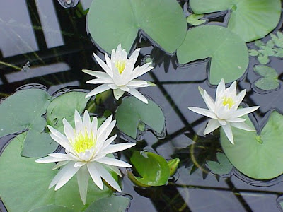 American waterlily American waterlily