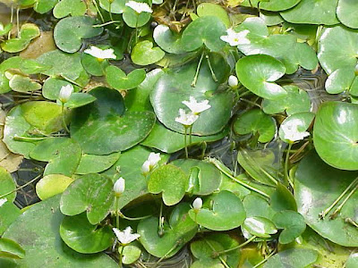 Gagabuta