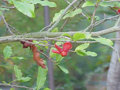 Ochna serrula