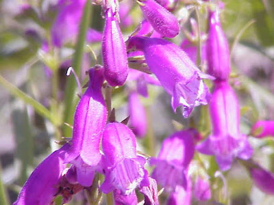 Bellflower beardtongue Bellflower beardtongue