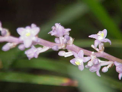 Lilyturf Lilyturf