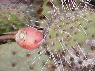 Brown-spine prickly-pear Brown-spine prickly-pear