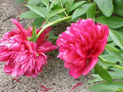 Paeonia officinalis,
common peony,
cottage peony,
echte Pfingstrose,
European peony,
pae&ocirc;nia,
Peonia,
Peonia selvatica,
piney,
pivoine officinale