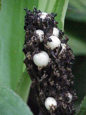 Palisota pynaertii