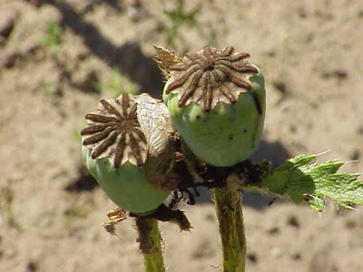 Papaver orientale