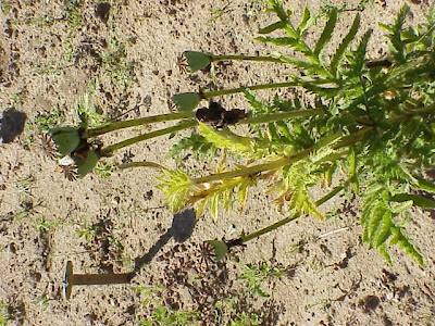 Papaver orientale