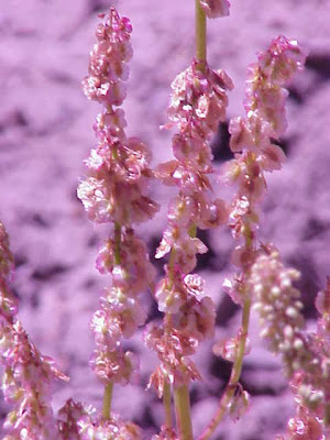 Mountain-sorrel Mountain-sorrel