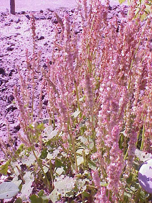 Alpine mountainsorrel Alpine mountainsorrel