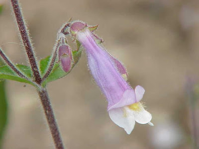 Lilac penstemon Lilac penstemon