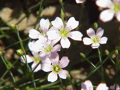 Garofanina spaccasassi