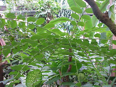 Gamo de costa Gamo de costa