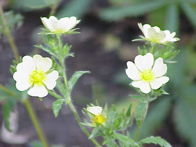 Erect cinquefoil Erect cinquefoil