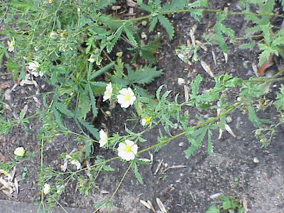 Erect cinquefoil Erect cinquefoil