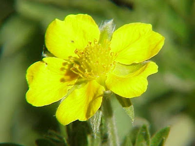 Potentilla fulgens