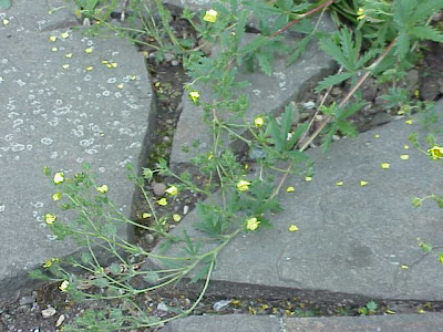 Nepal Cinquefoil