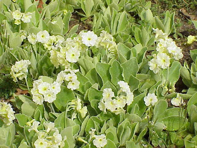 Auricula Auricula