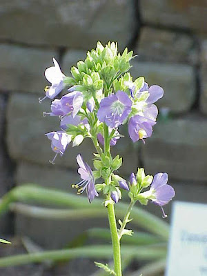Leafy Jacob's-ladder Leafy Jacob's-ladder