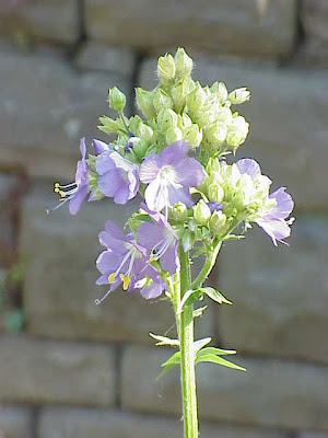 Leafy Jacob's-ladder Leafy Jacob's-ladder