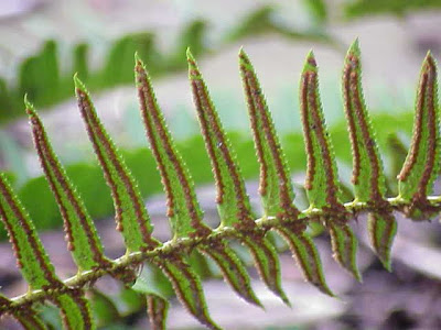 Polystichum lonchitis (L.) Roth