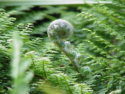 Polystichum setiferum (Forsskal) Woynar