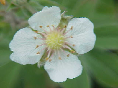 Alchemilla Leaved Cinquefoil Alchemilla Leaved Cinquefoil