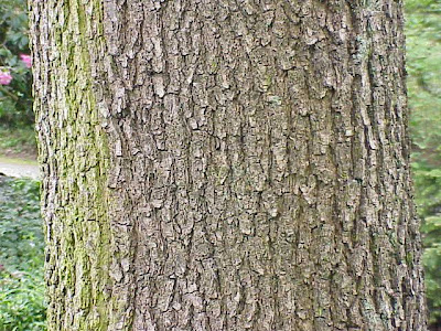 Quercus frainetto,
Hungarian oak,
Italian oak,
Quercia farnetto